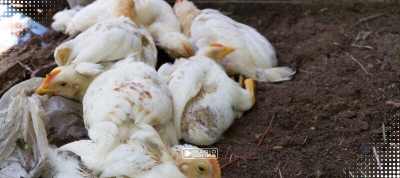 Geflügelseuche nahe Guben: Jetzt greift die Tierseuchenallgemeinverfügung
