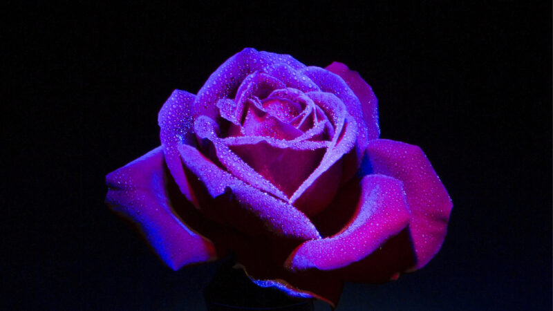 Forster Rosenkönigin gesucht