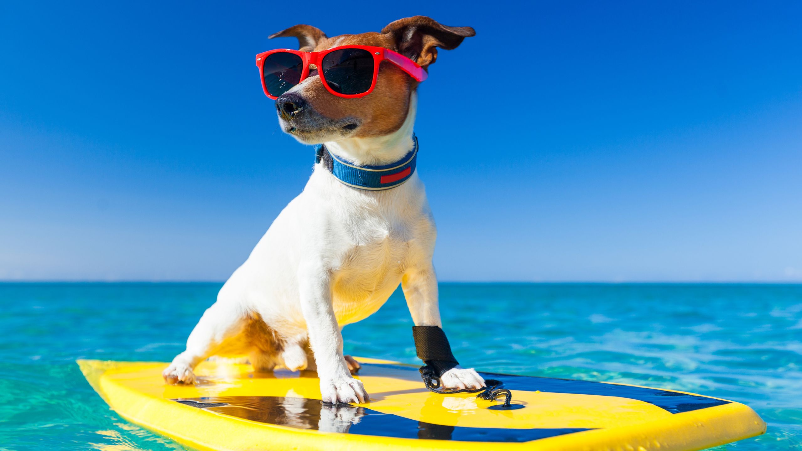 Hund Surfbrett Wasser Sommer