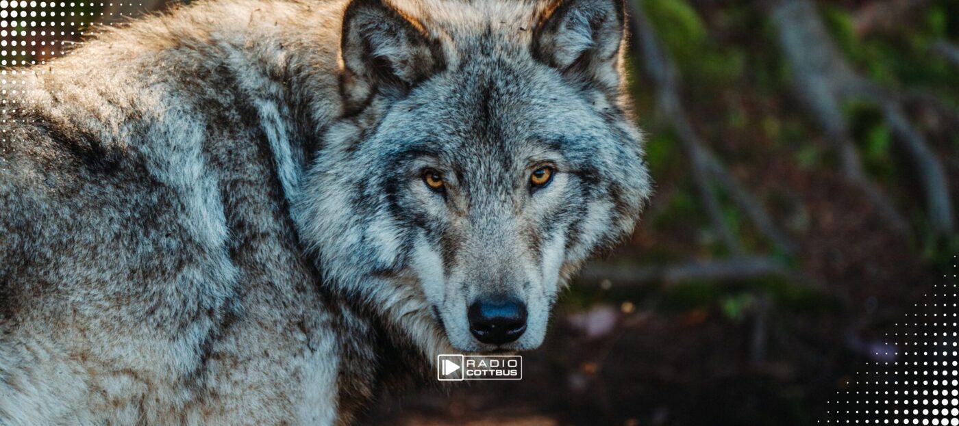 Ein Foto von einem Wolf mit grau-braunen Fell im Wald, der direkt in die Kamera guckt.
