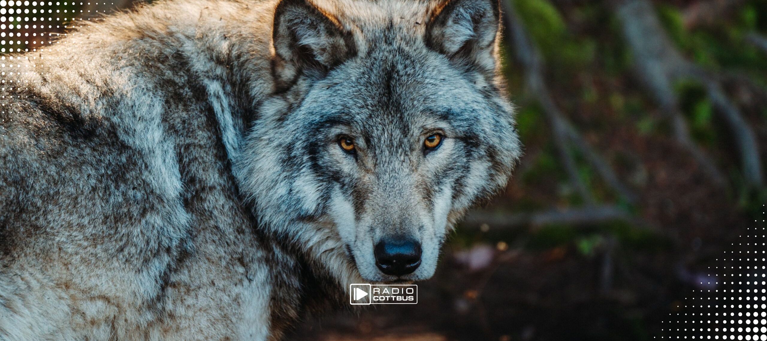 Ein Foto von einem Wolf mit grau-braunen Fell im Wald, der direkt in die Kamera guckt.