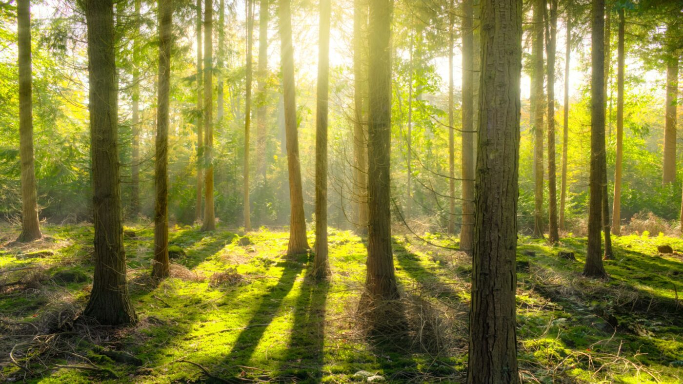Wald im Sonnenschein