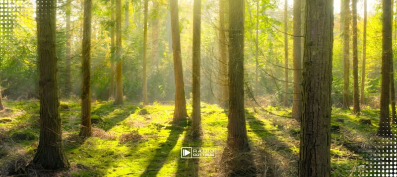 Künstliche Intelligenz beobachtet Wildnis in Brandenburg