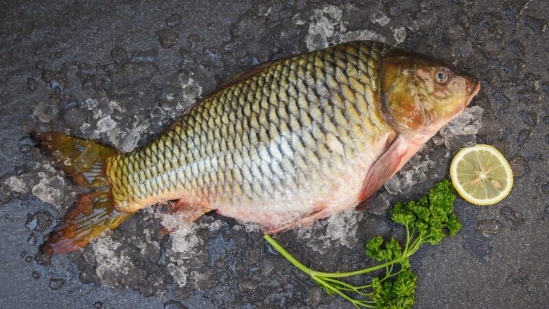 Silvesterkarpfen aus Peitz: Der Ansturm auf die Teiche ist gestartet