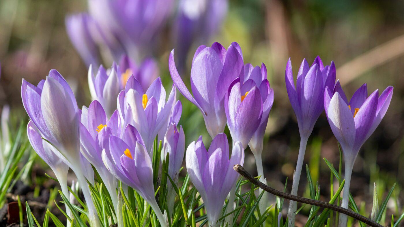 Lila Krokusse auf einer Wiese