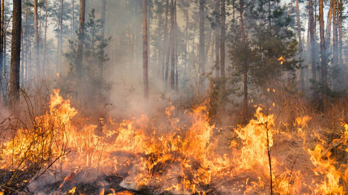 Waldbrand