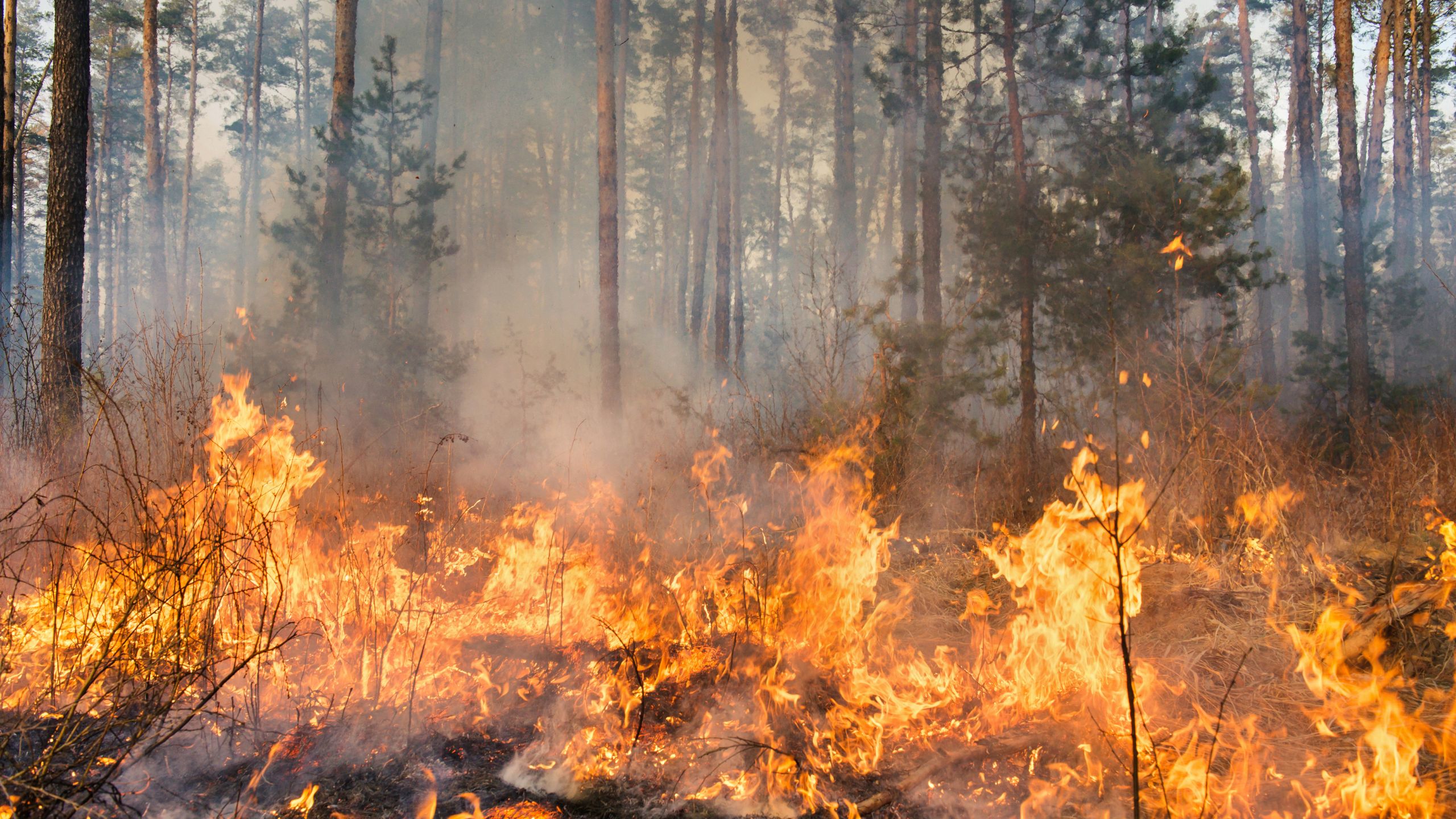 Waldbrand