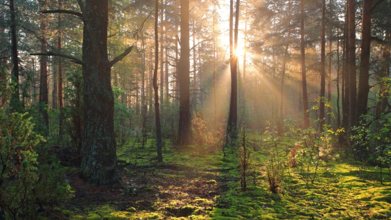 Waldbrandgefahr in Brandenburg steigt