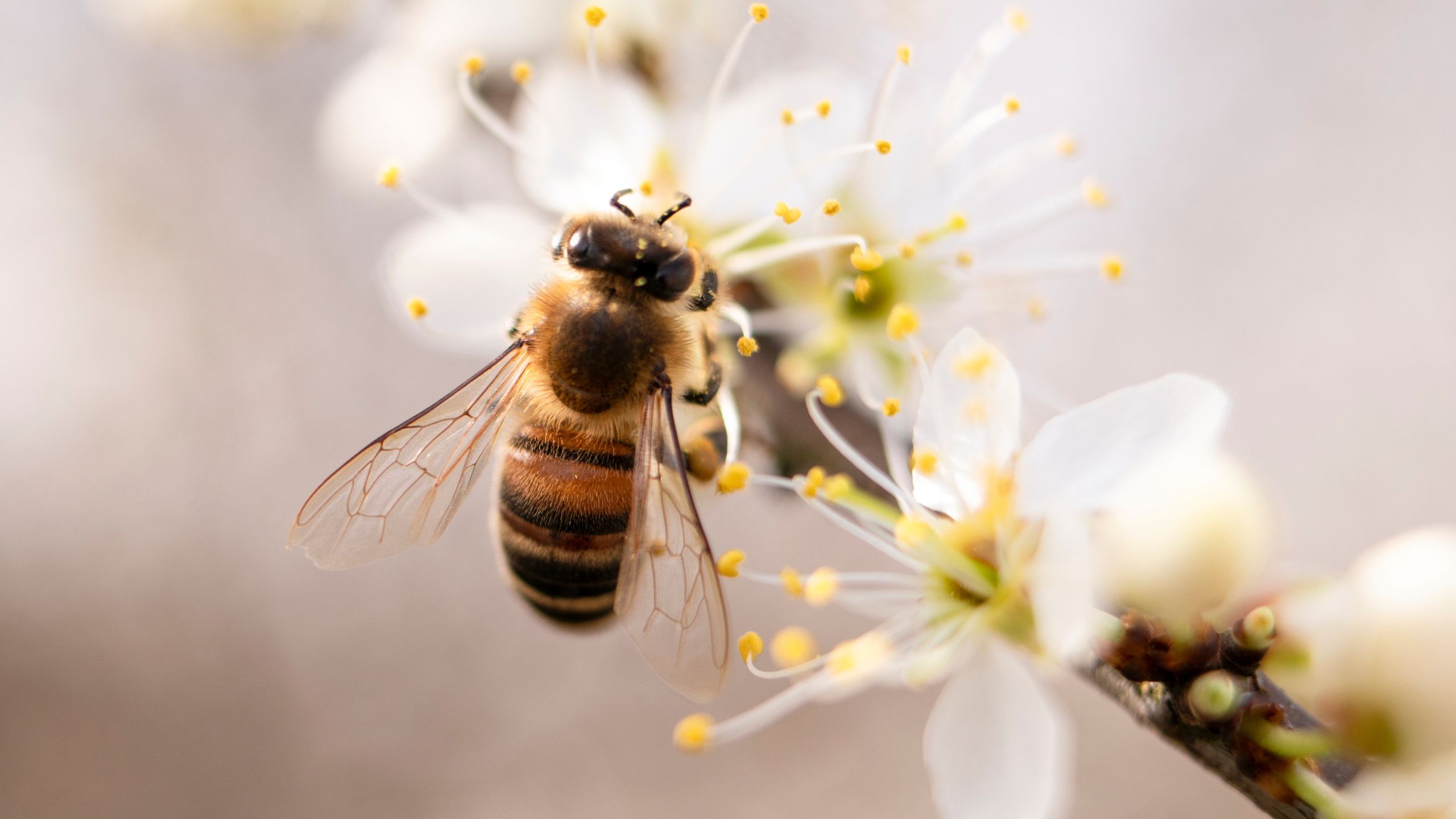 Eine Biene vor einer weißen Blüte
