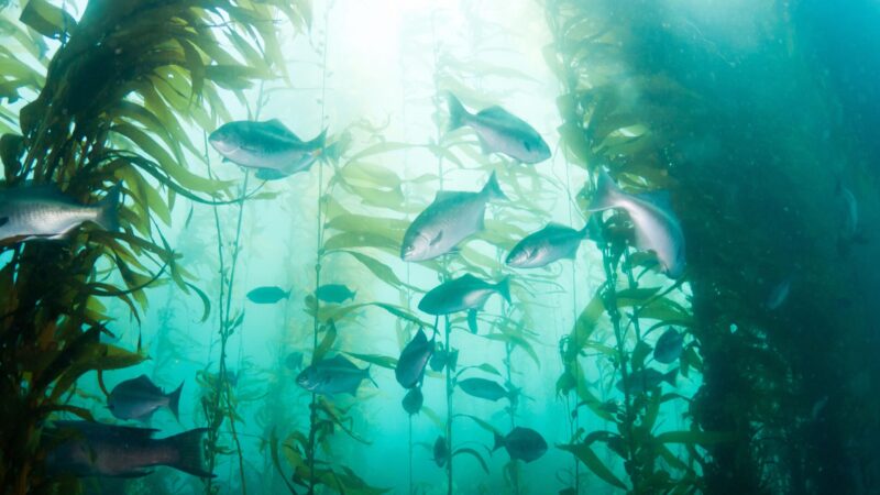 Unterwasserwald wird gerodet