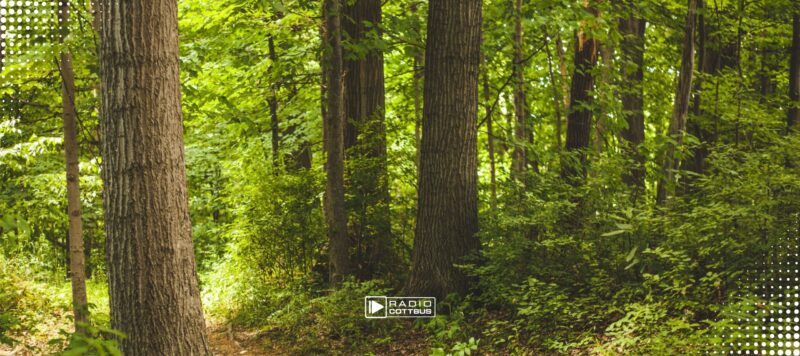 Brandenburgs Wälder in Alarmzustand: So schlecht steht es um den Wald wie noch nie