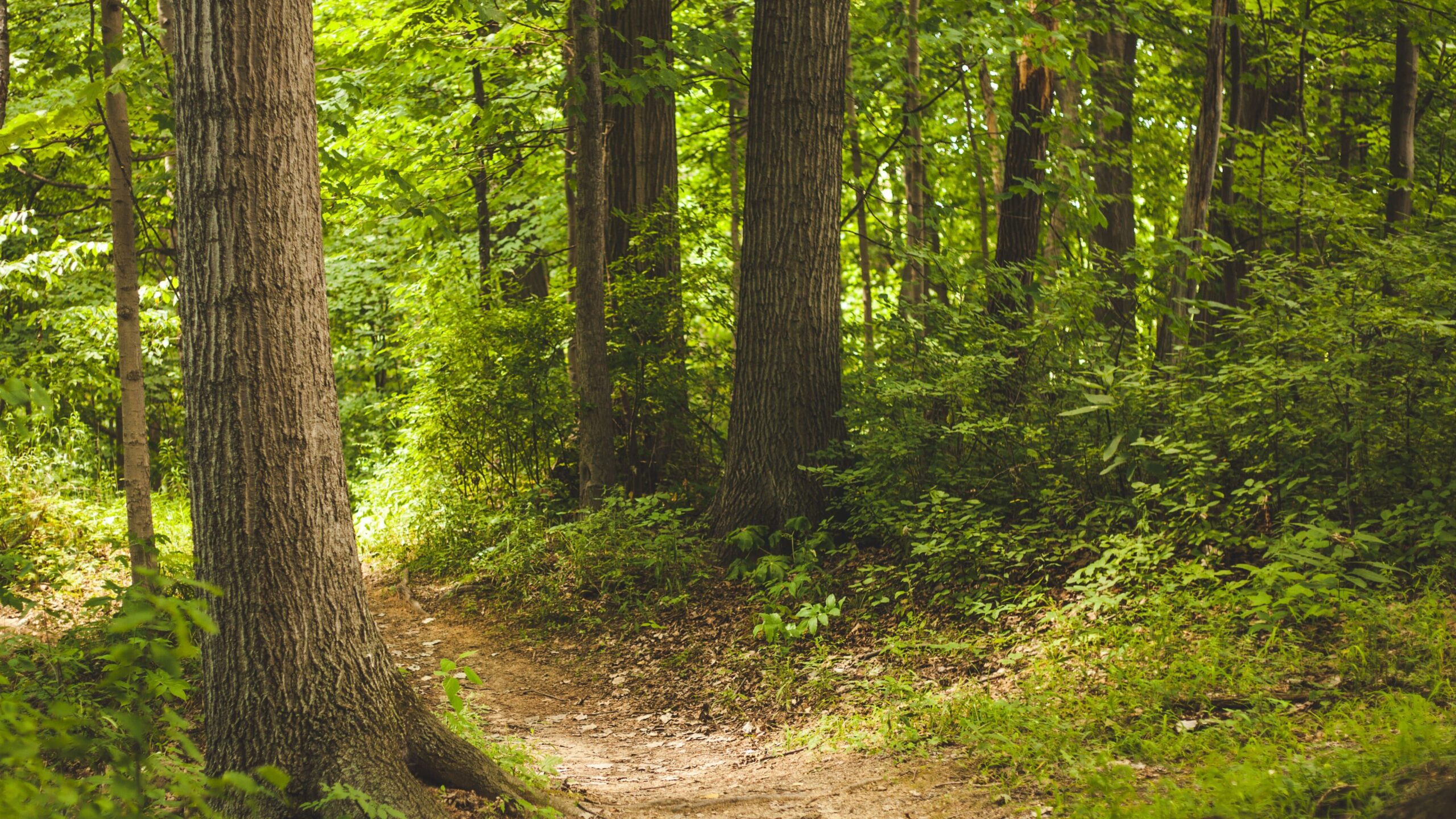ein Wald mit vielen Bäumen und grünen Blättern