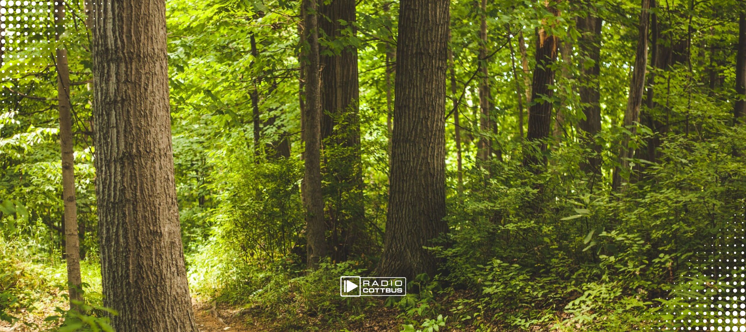 ein Wald mit vielen Bäumen und grünen Blättern