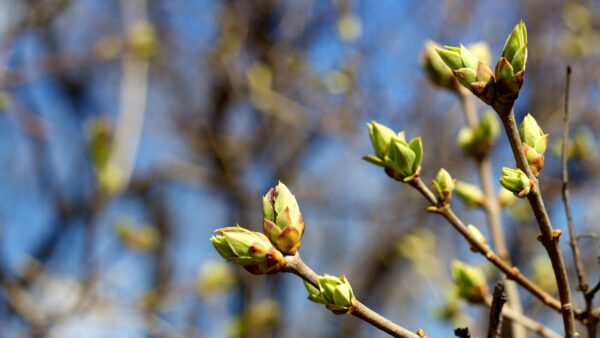Lübbenau begrüßt den Frühling – Rudelübergabe und Ostermarkt