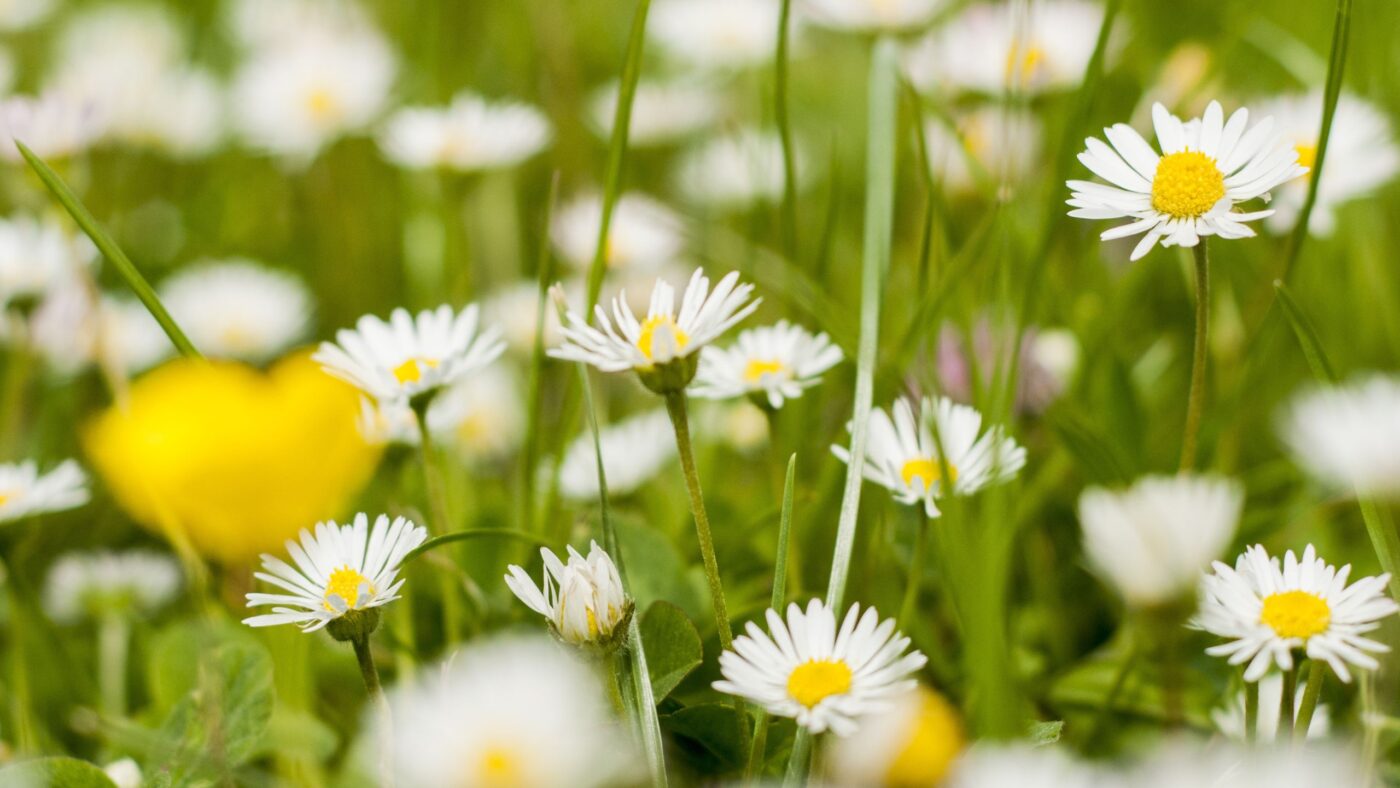 Gänseblümchen auf einer grünen Wiese