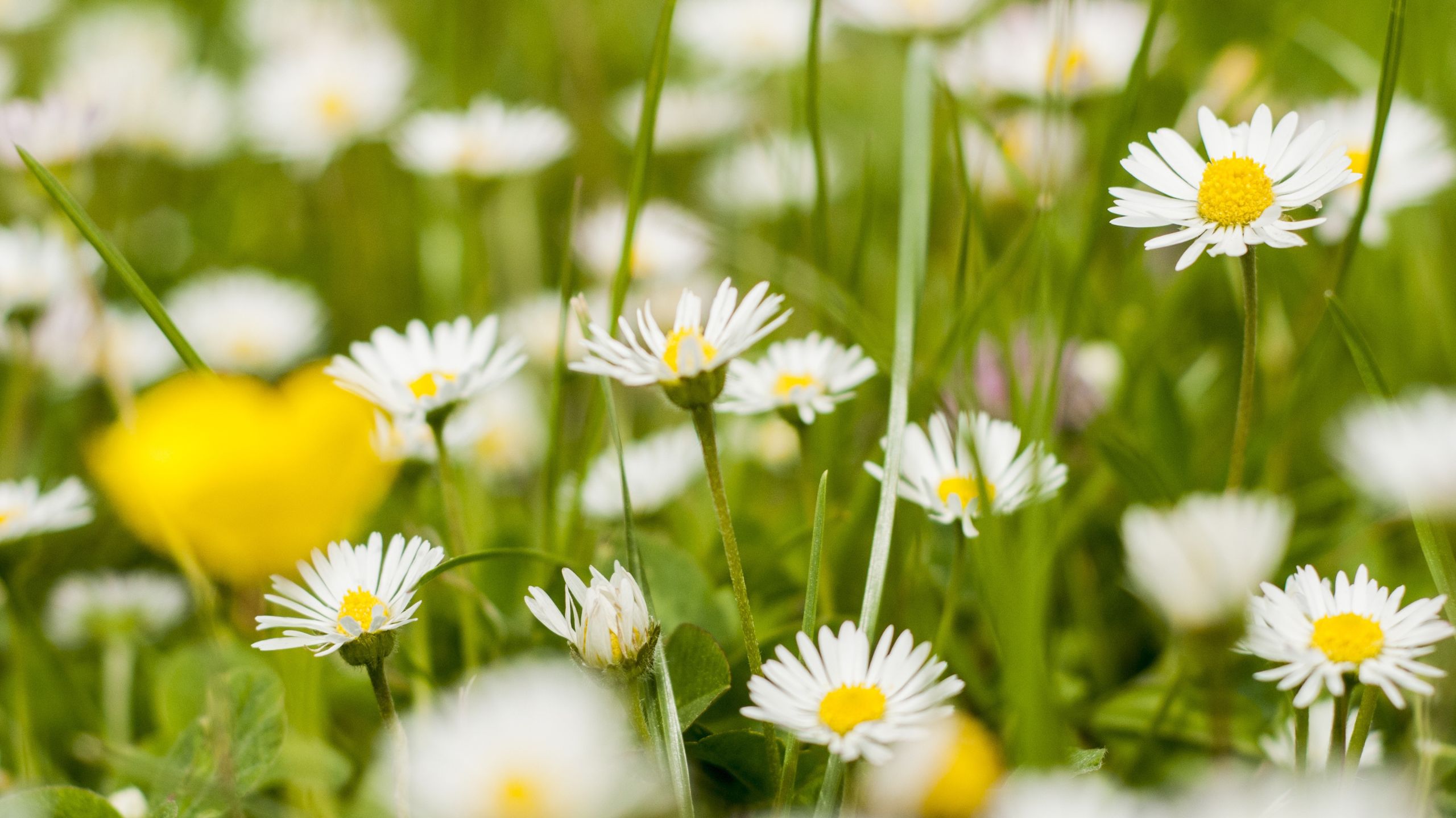 Gänseblümchen auf einer grünen Wiese