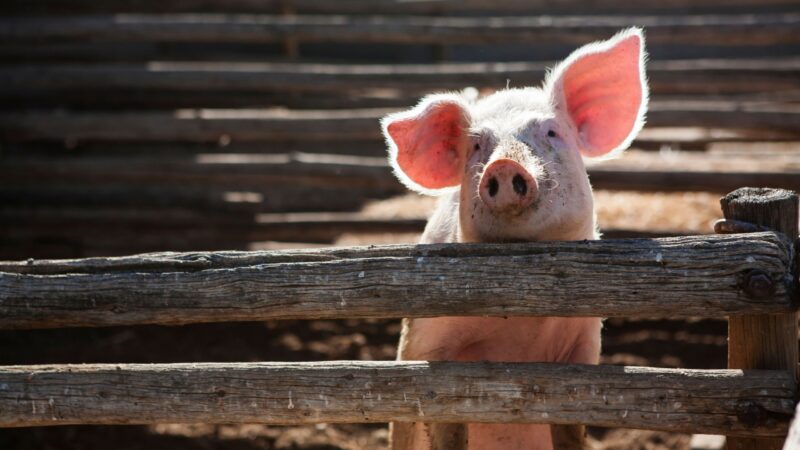 Afrikanische Schweinepest: Sperrzonen verkleinert