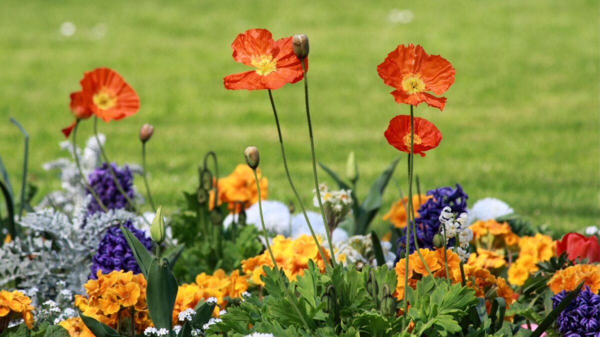 Blumenbeet mit vielen bunten verschiedenen Sommerblumen