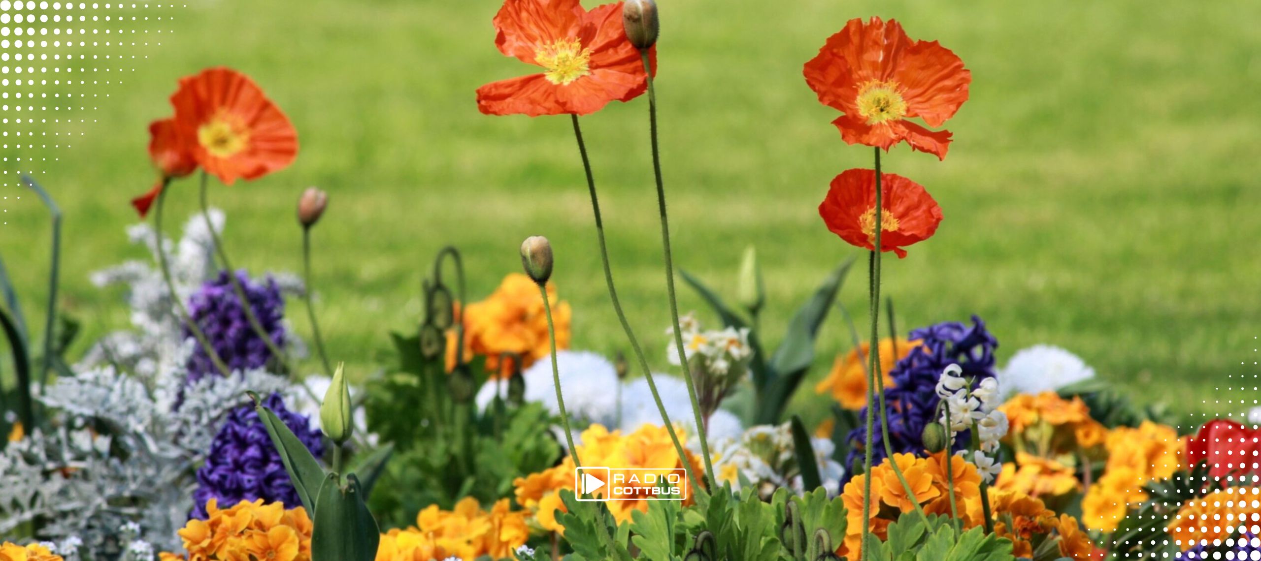 Blumenbeet mit vielen bunten verschiedenen Sommerblumen