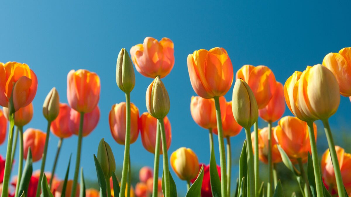 gelbe und orangene Tulpen auf einer Wiese mit blauem Himmel