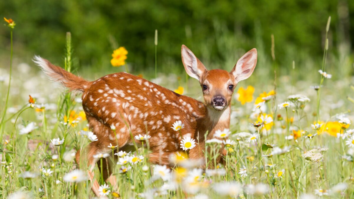Ein Rehkitz auf einer Wiese mit Wildblumen