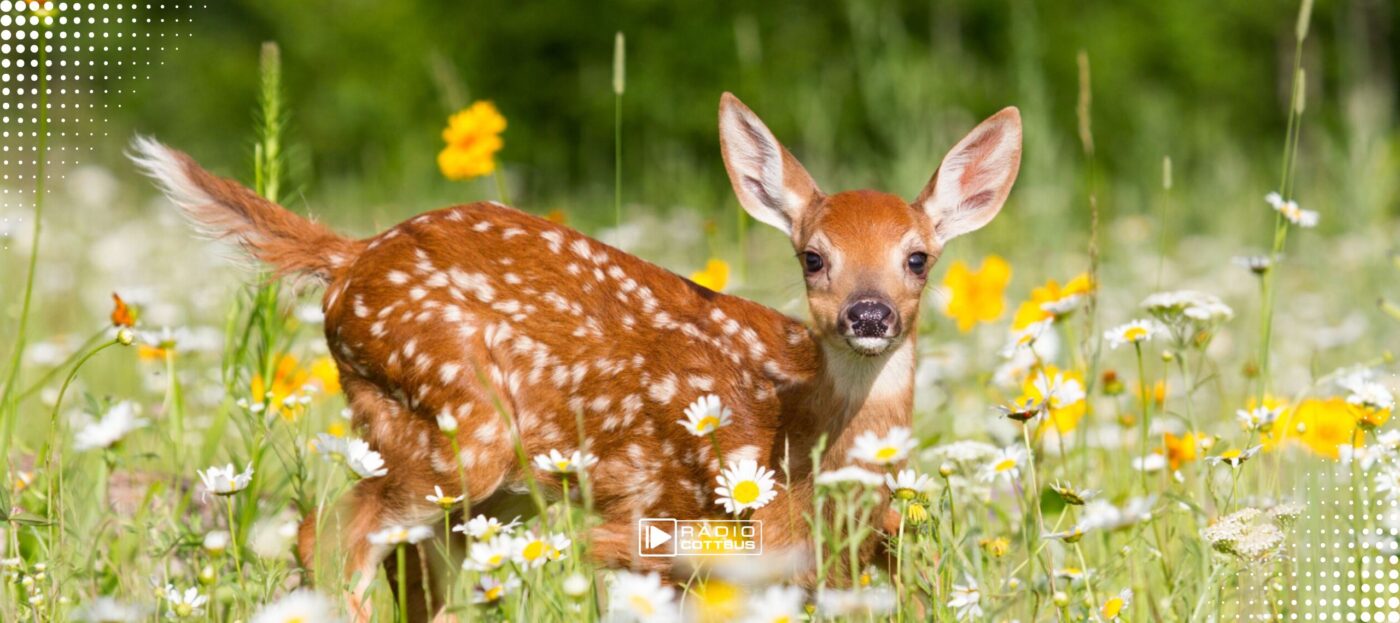 Ein Rehkitz auf einer Wiese mit Wildblumen