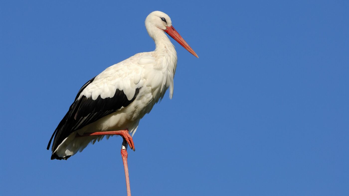 Storch