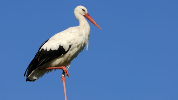 Weißstorch-Comeback in Brandenburg