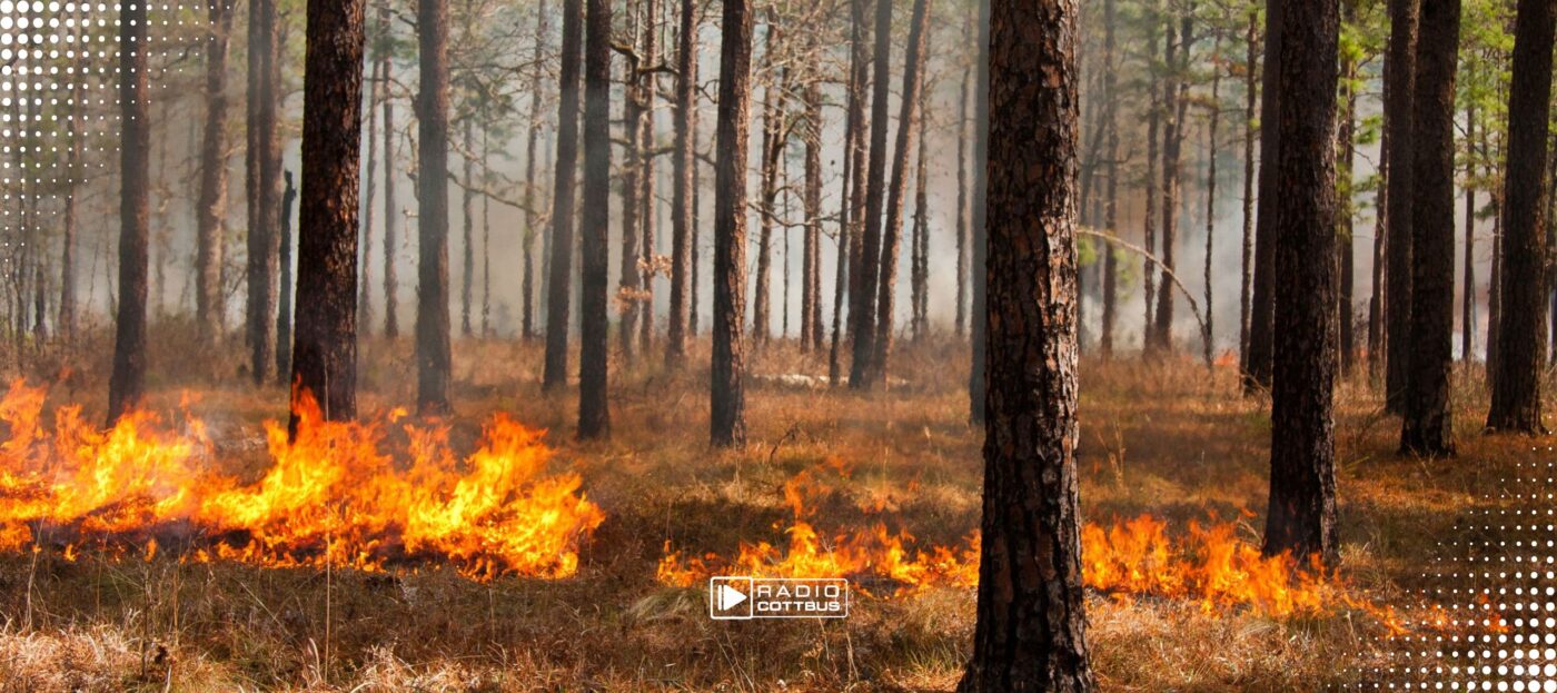 Feuer auf einem Waldboden