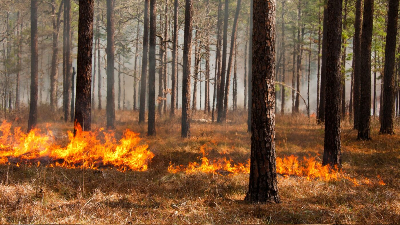 Feuer auf einem Waldboden