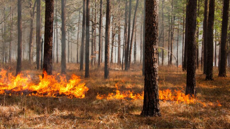 Waldbrand zwischen Laubsdorf und Bagenz
