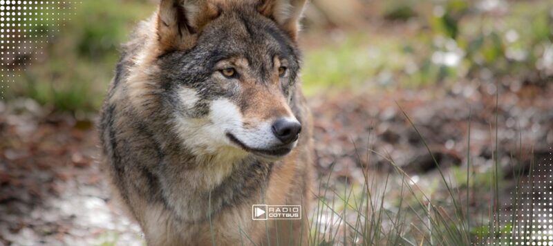 EU-Parlament stuft Schutzstatus des Wolfes herab