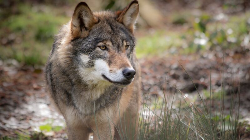 EU-Parlament stuft Schutzstatus des Wolfes herab