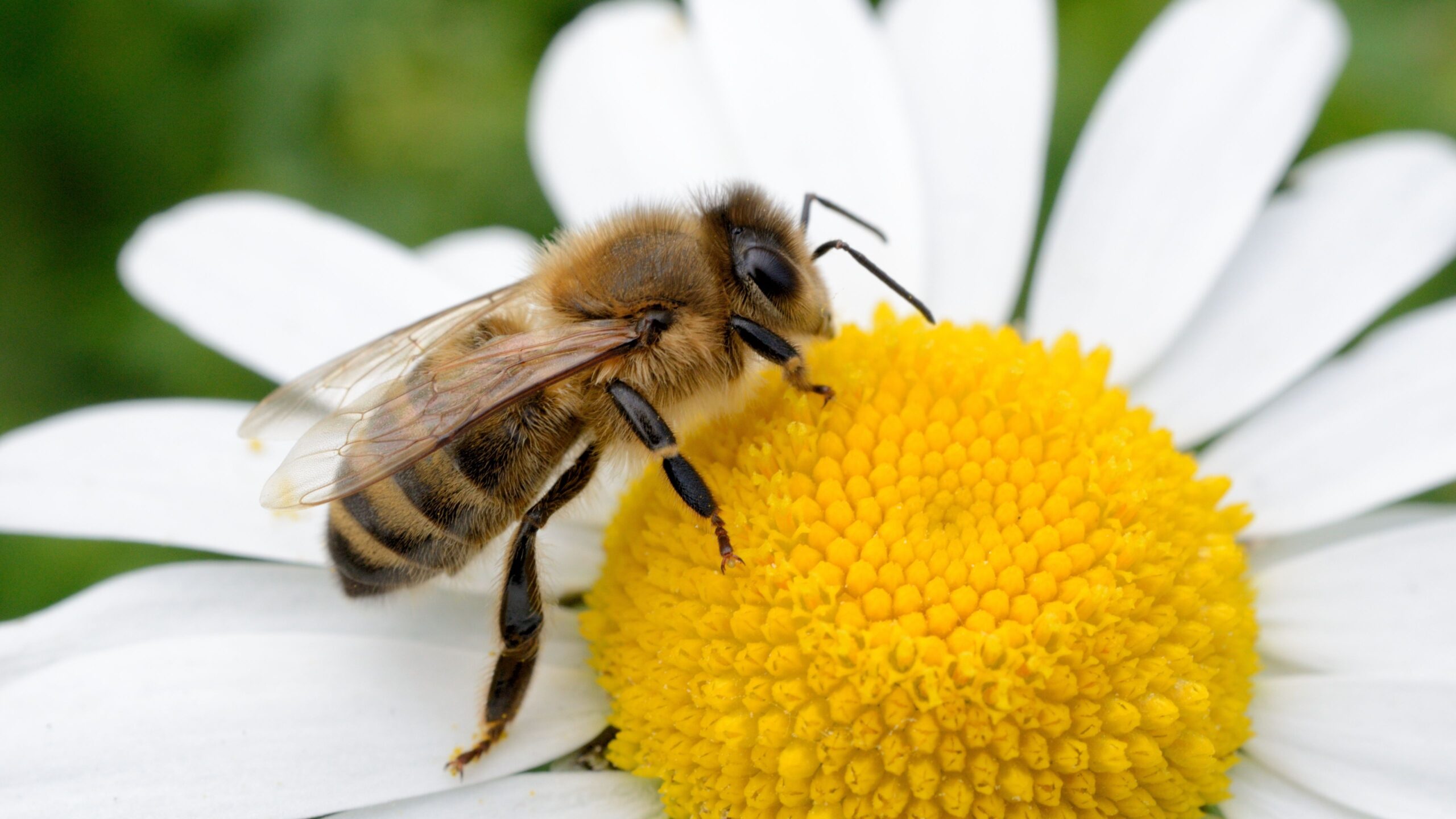 Eine Wildbiene auf einer Blume