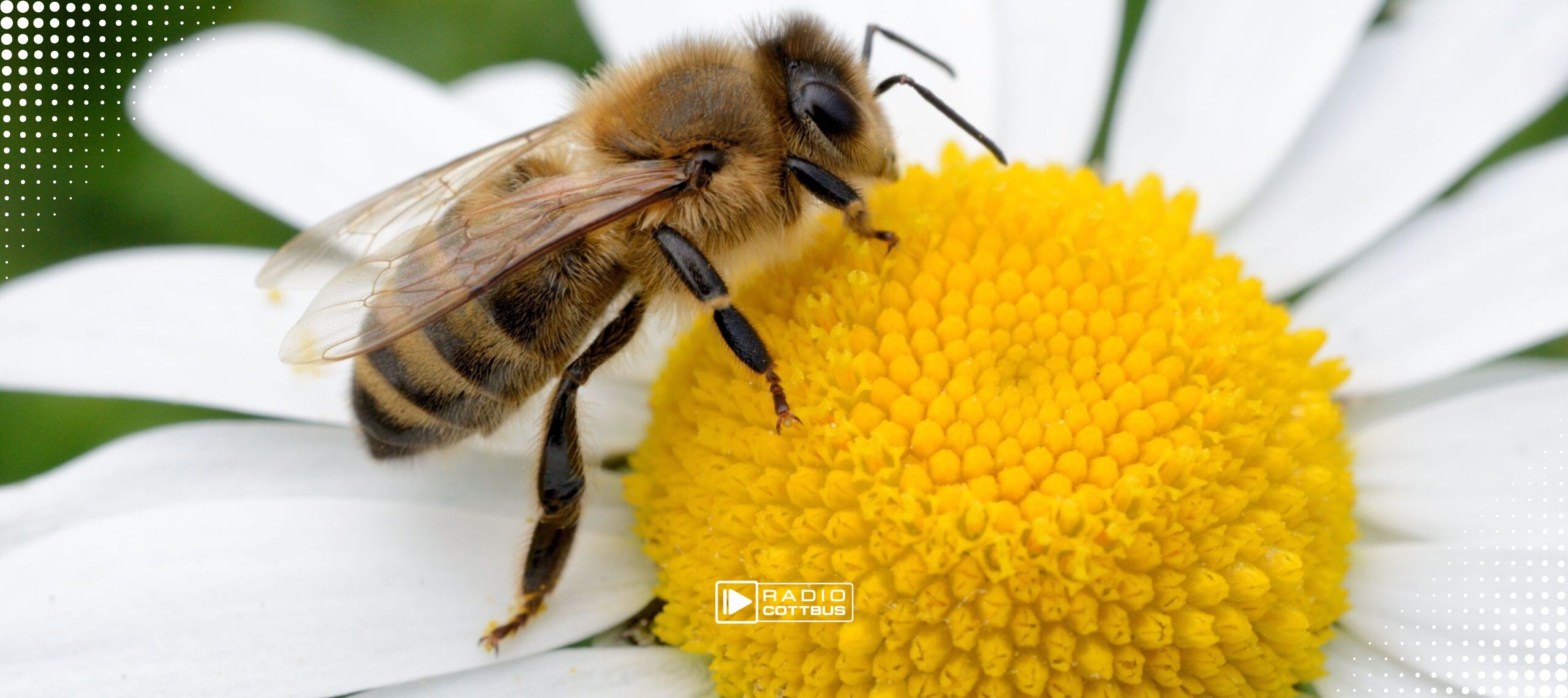 Eine Wildbiene auf einer Blume