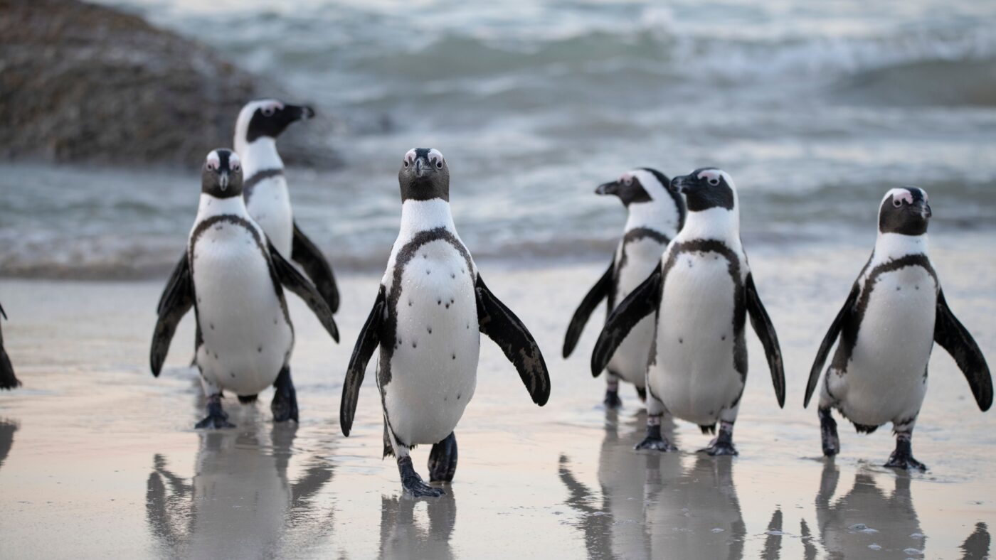 Eine Gruppe Brillenpinguine an einem Strand