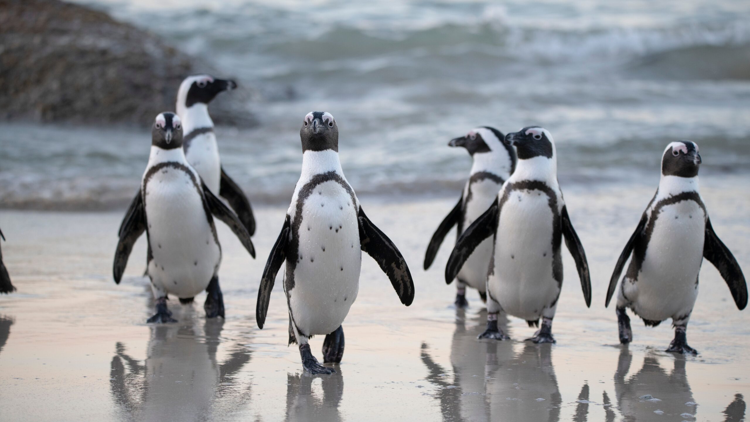 Eine Gruppe Brillenpinguine an einem Strand