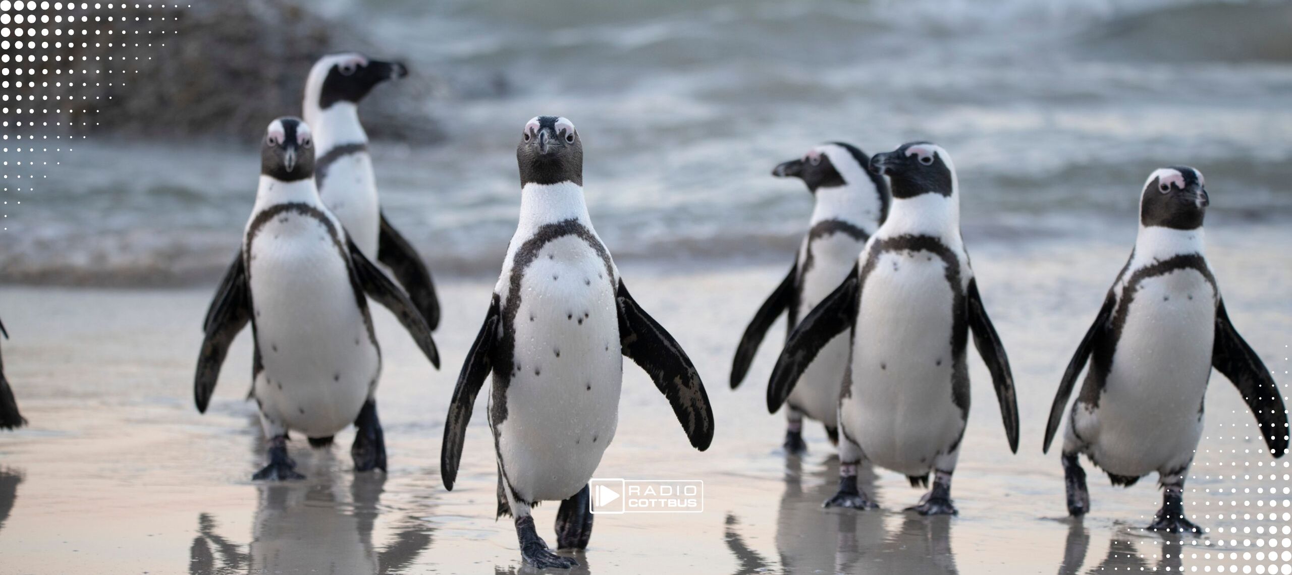 Eine Gruppe Brillenpinguine an einem Strand