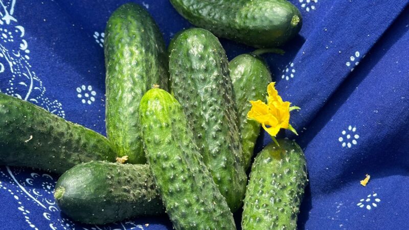 Traditionswerk in Golßen schrumpft: Nur 30 Mitarbeiter bleiben bei Spreewaldkonserve