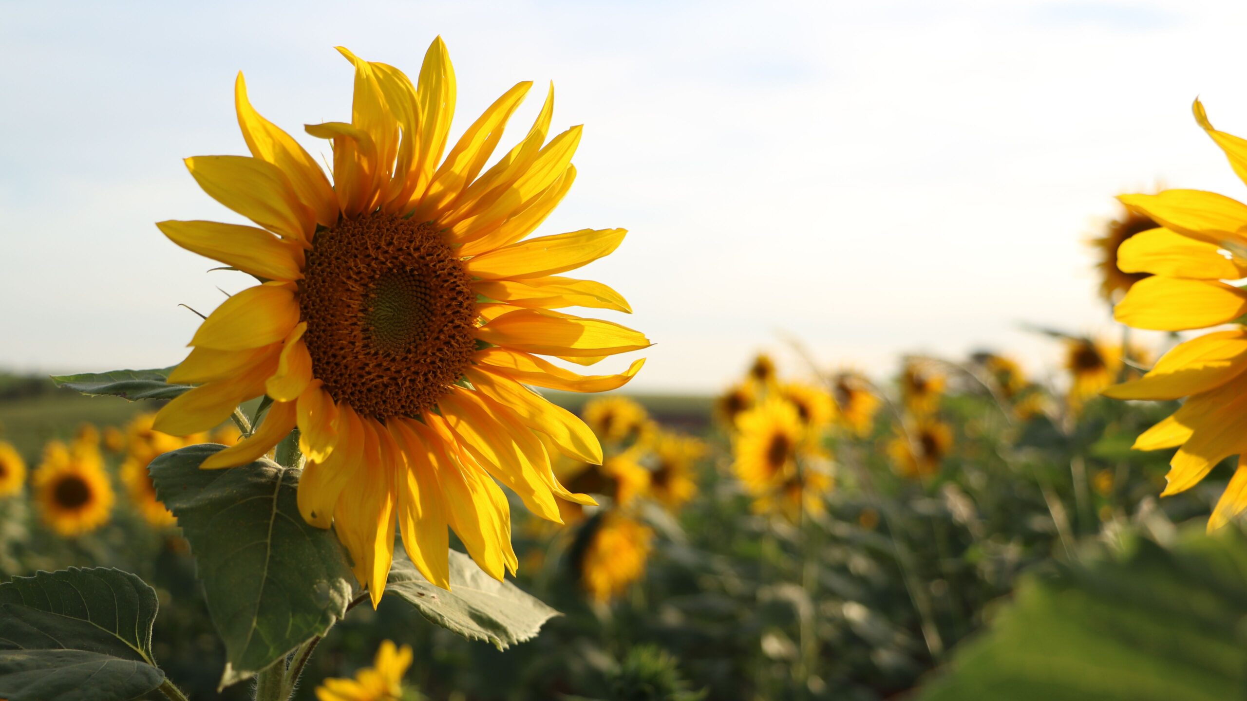 Sonnenblumenfeld