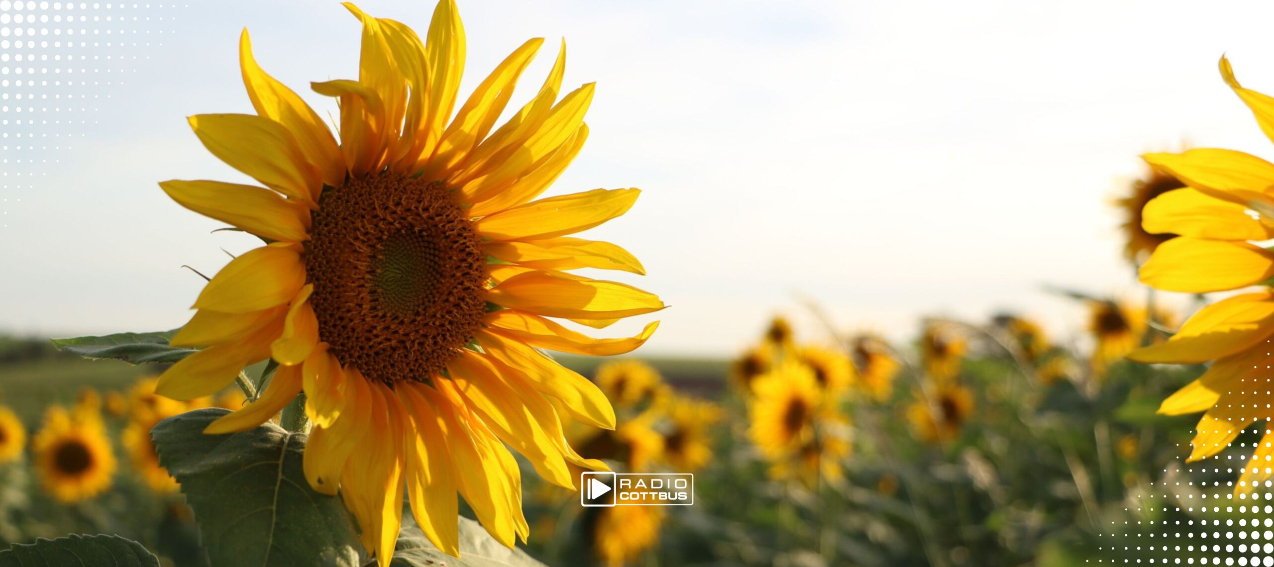 Sonnenblumenfeld