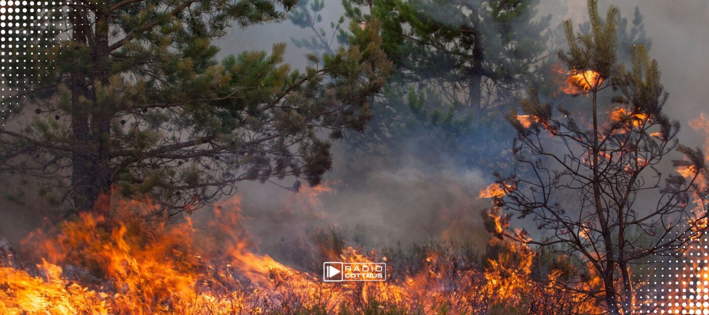 Ein Wald steht in Flammen
