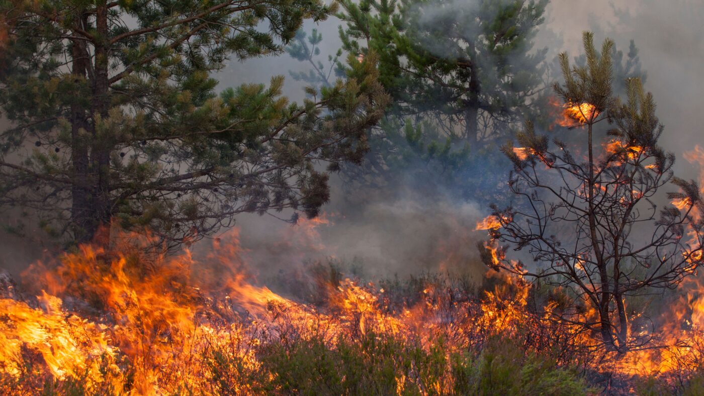 Ein Wald steht in Flammen