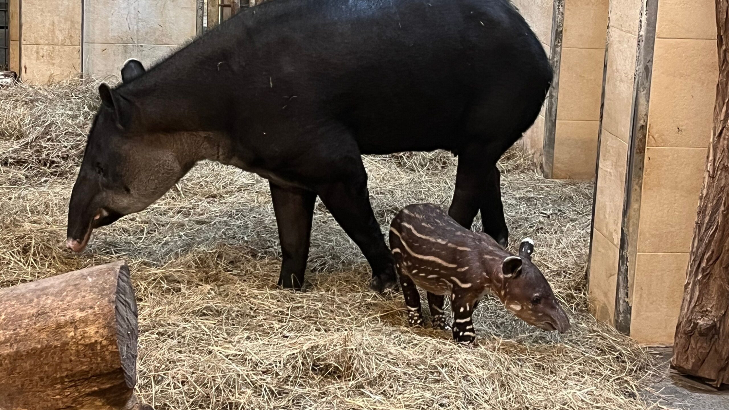 Tapirbaby Matteo mit seiner Mama Bonita im Tierpark Cottbus