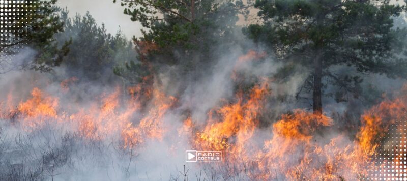 Hohe Waldbrandgefahr in Brandenburg zum Wochenende