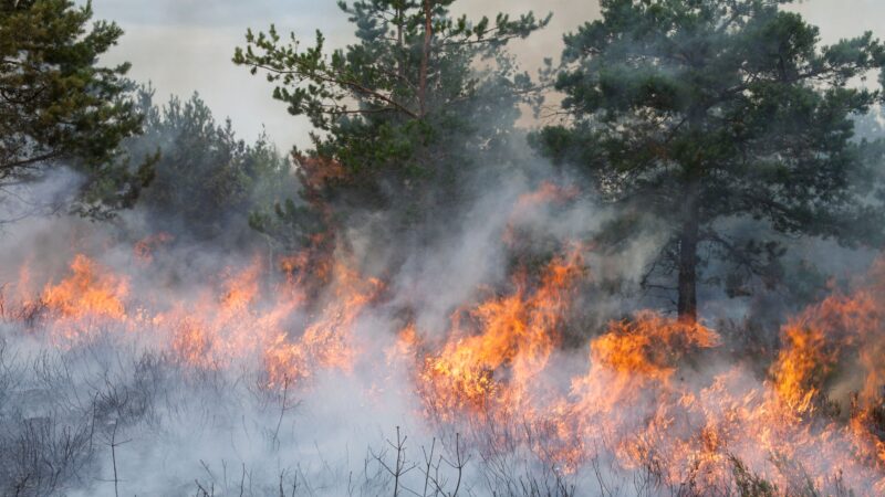 Großeinsatz an der Landesgrenze – Flammen erreichen Brandenburg