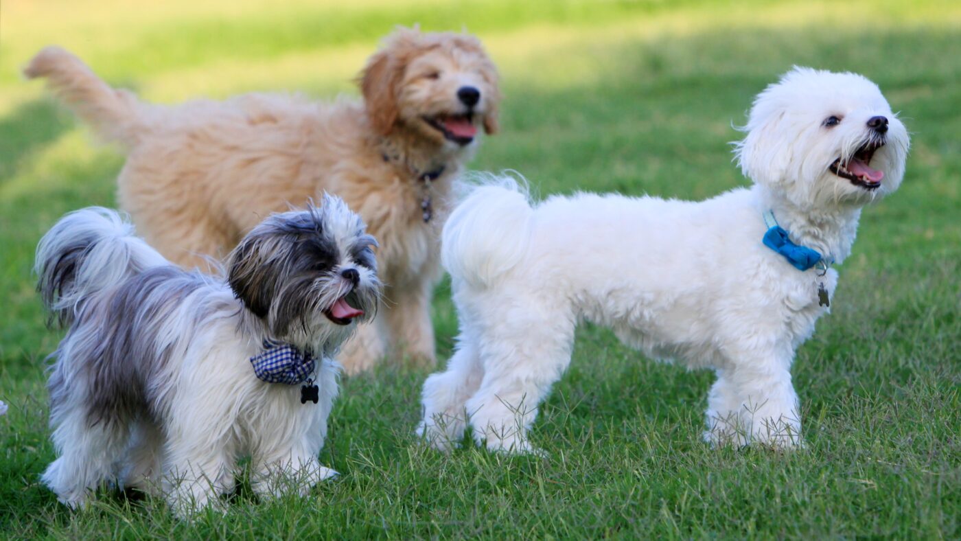 Drei Hunde auf einer Wiese