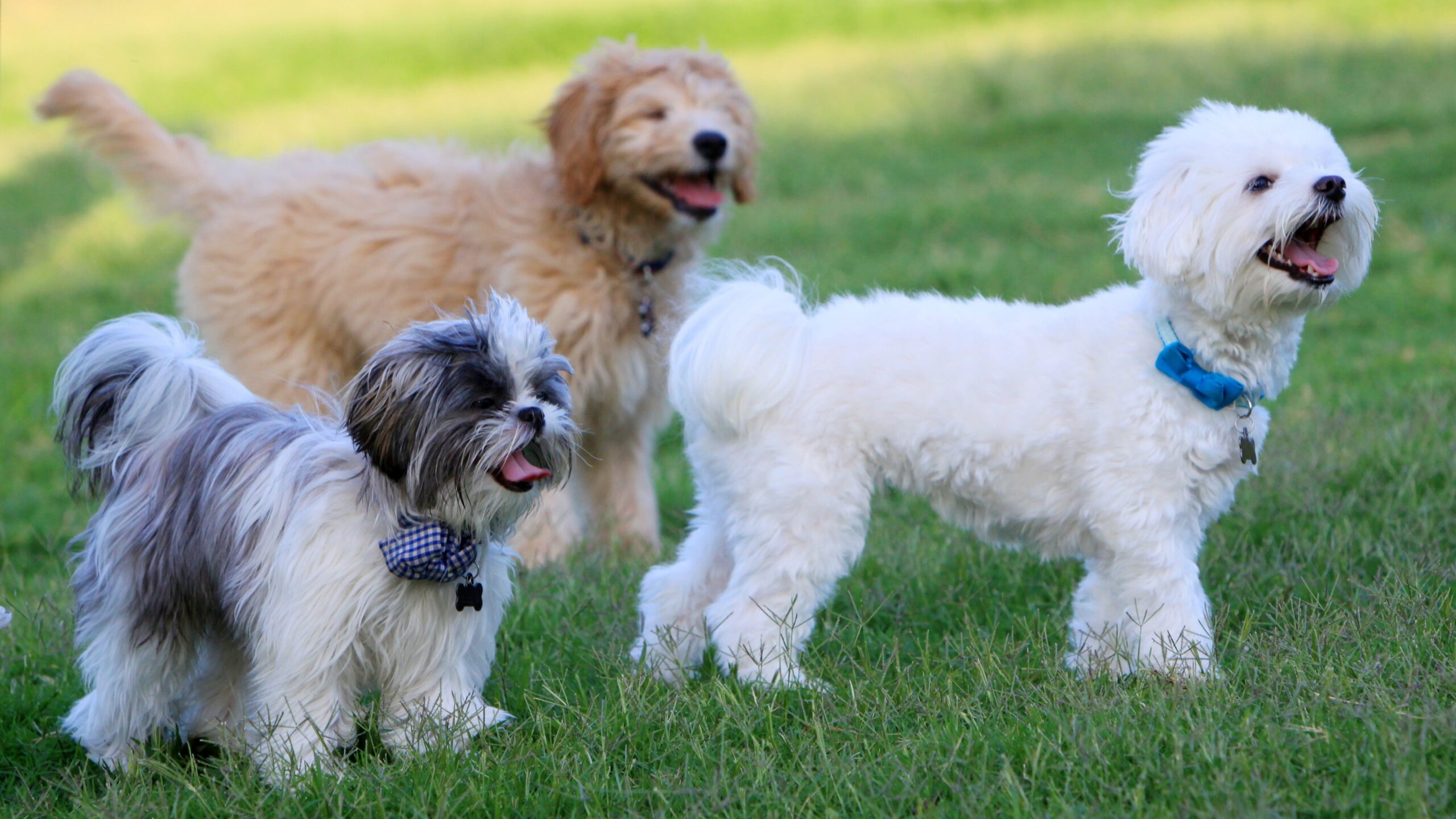 Drei Hunde auf einer Wiese