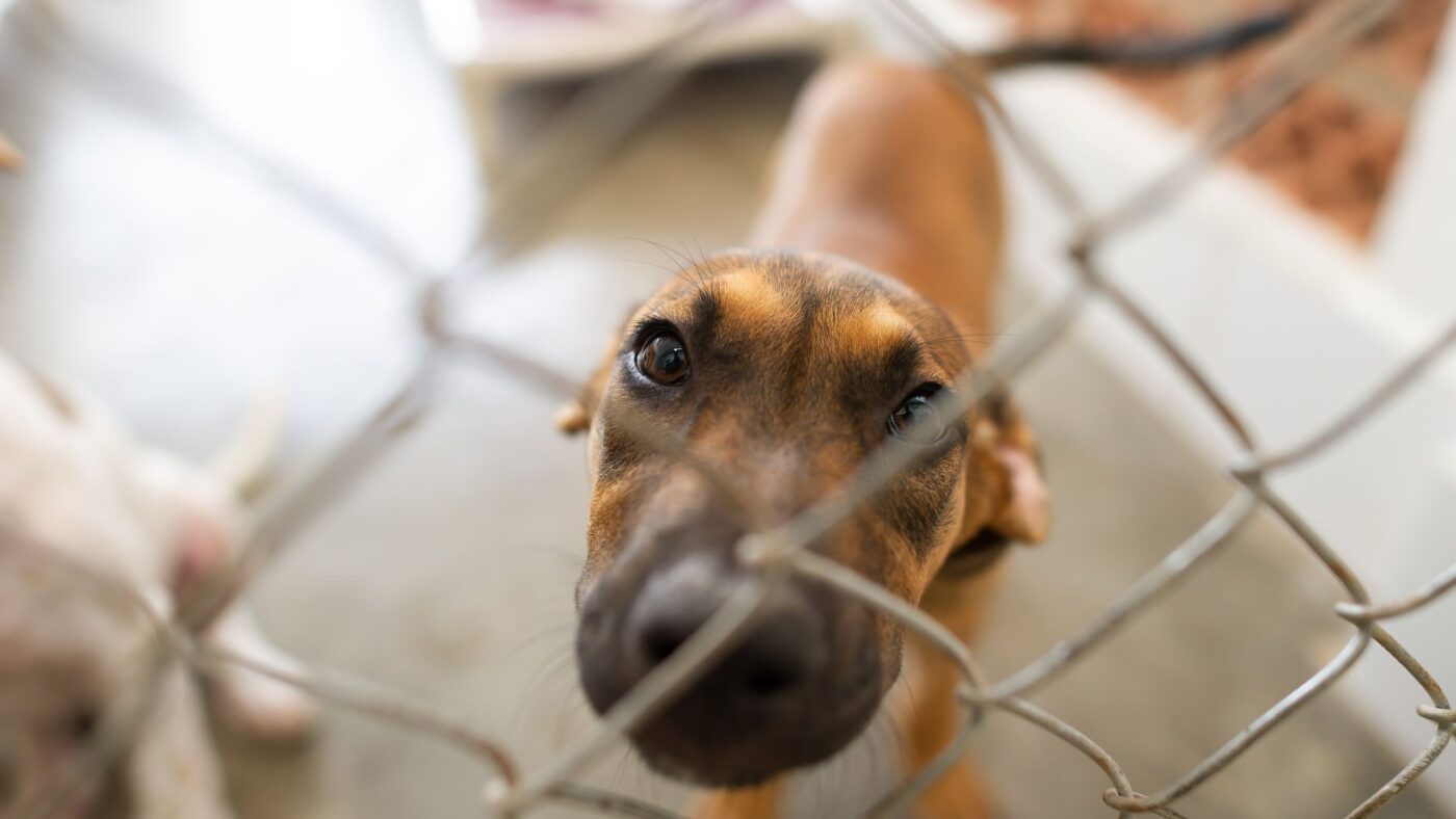 Ein Hund hinter Gittern im Tierheim