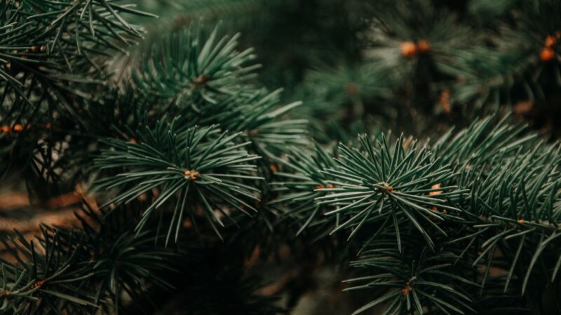 Senftenberg sucht den Weihnachtsbaum für 2025